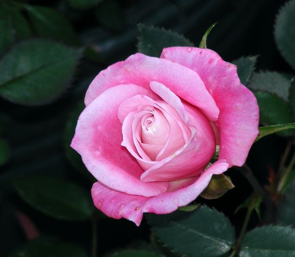 Jilly Jewel photo jj2013_05020009_zpscbe8f9c8.jpg